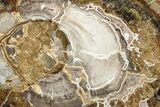 Colorful Petrified Wood (Araucaria) Round - Madagascar #339379-1